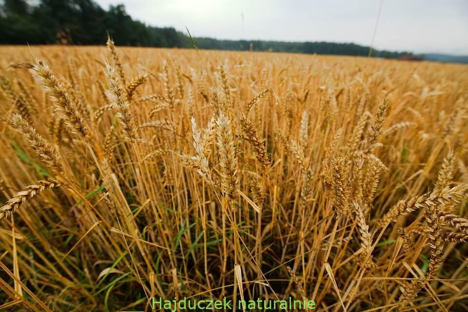 gluten