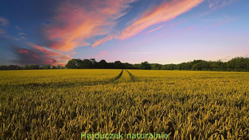 gluten