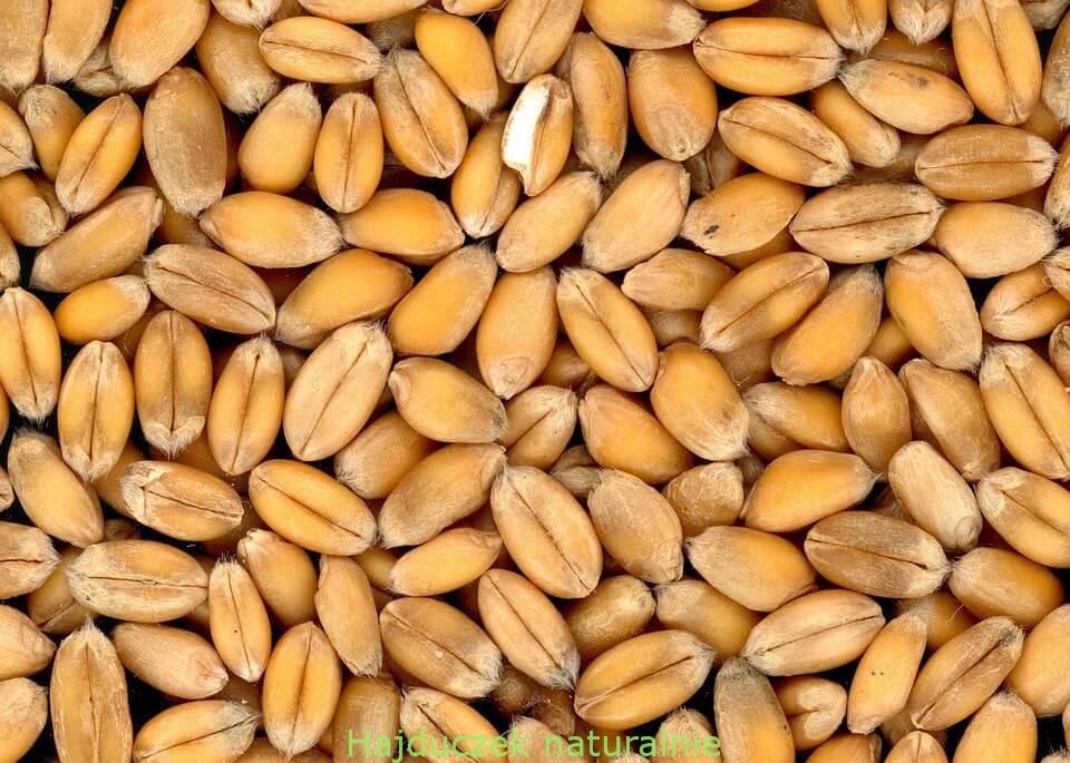 gluten