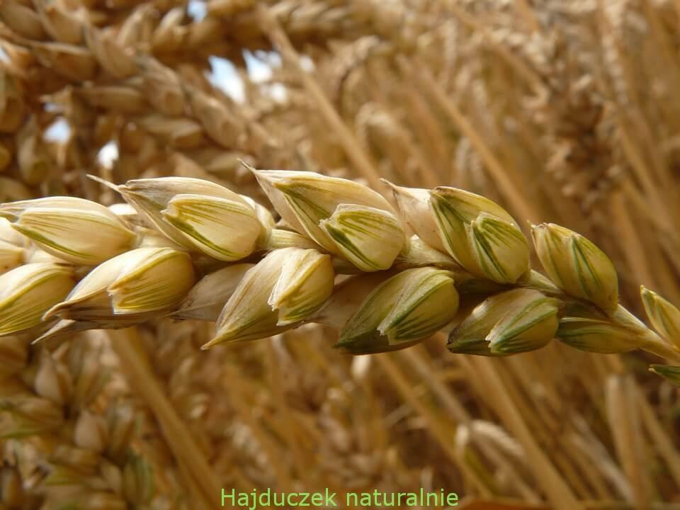 gluten