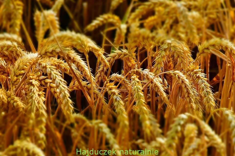 gluten