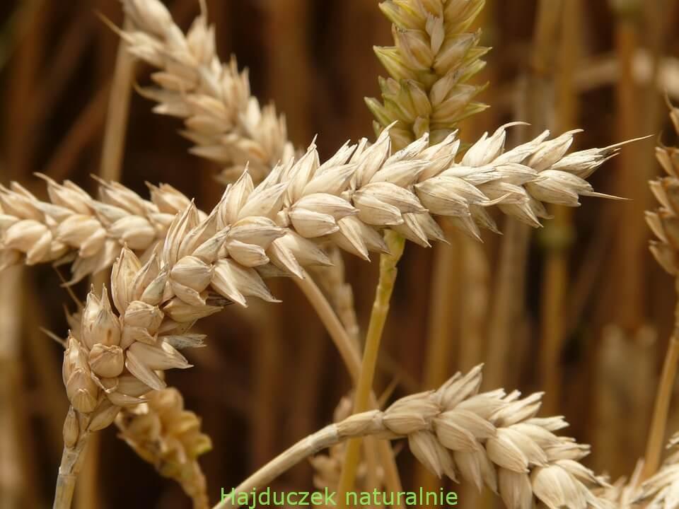 gluten