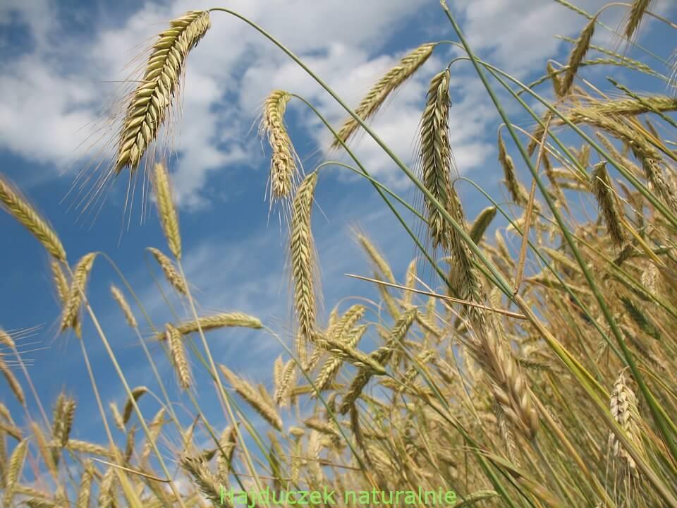 gluten