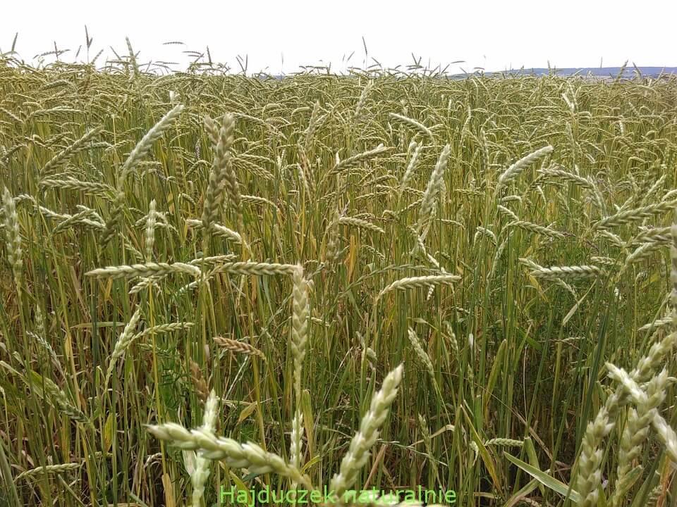 gluten