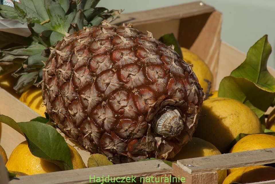 Zdrowe i oryginalne smoothie