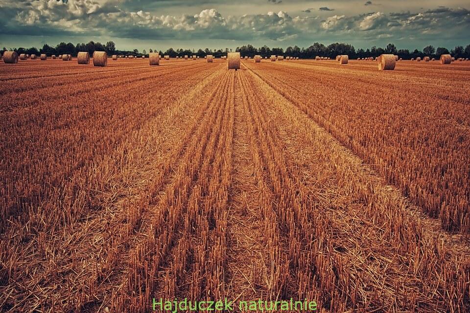 gluten