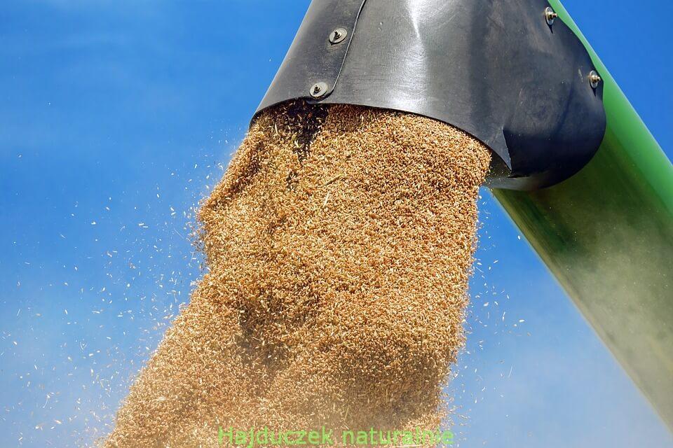 gluten