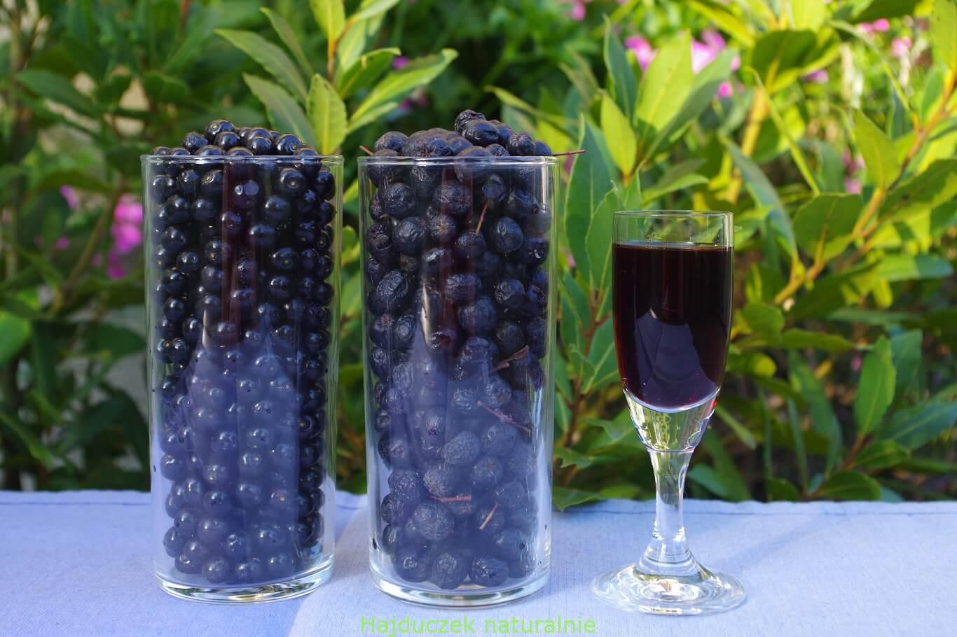 aronia