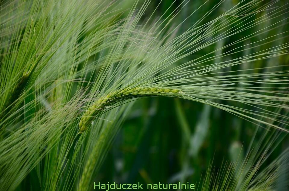 jęczmień