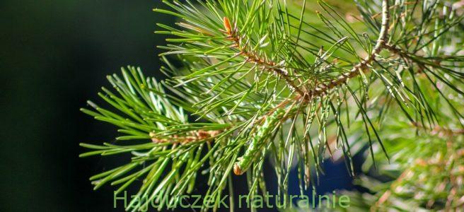 syrop na kaszel DIY