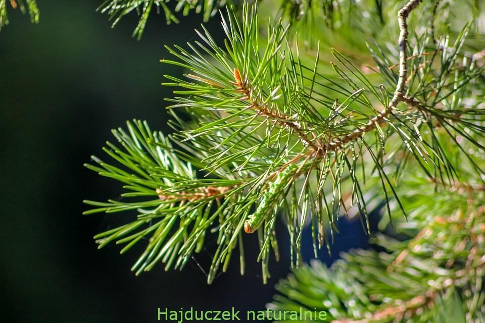 syrop na kaszel DIY