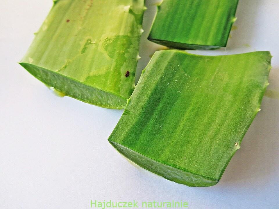 aloes