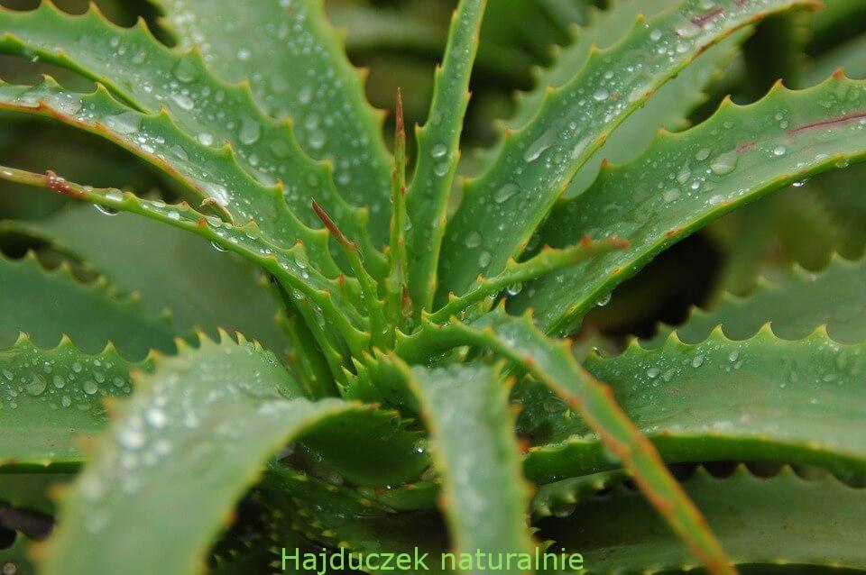 aloes
