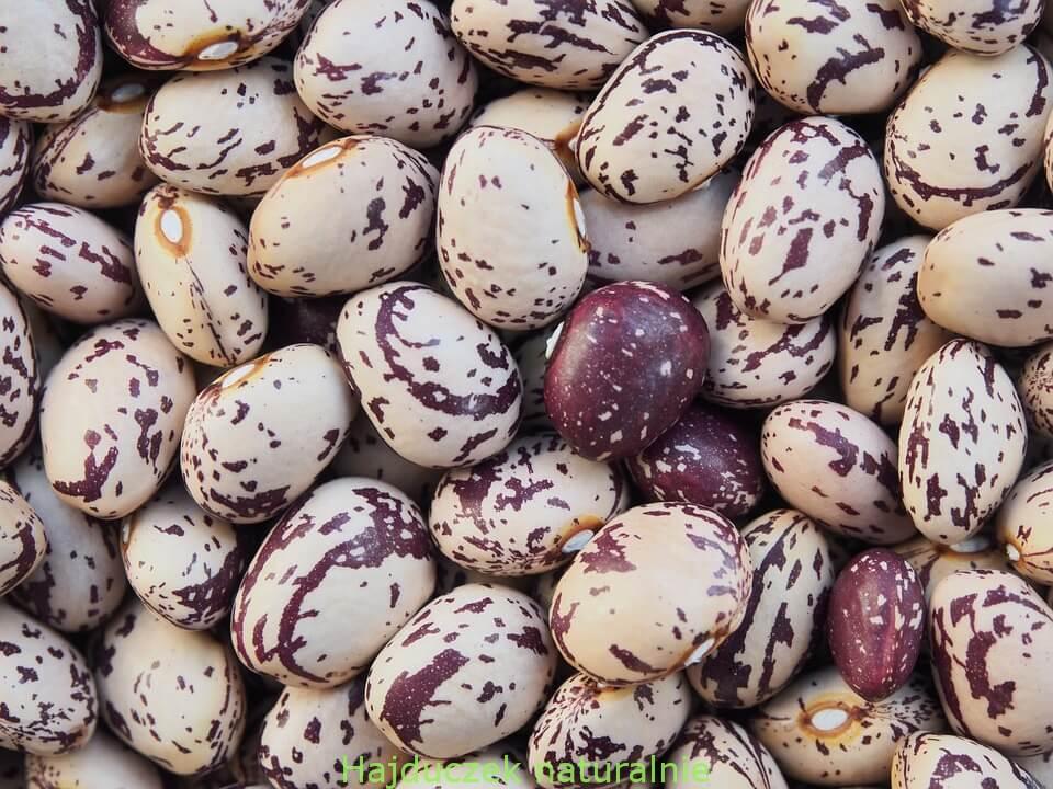 fasola borlotti