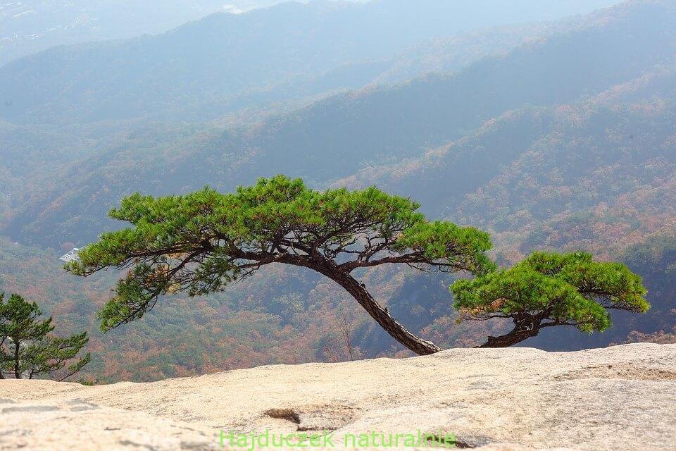Korea