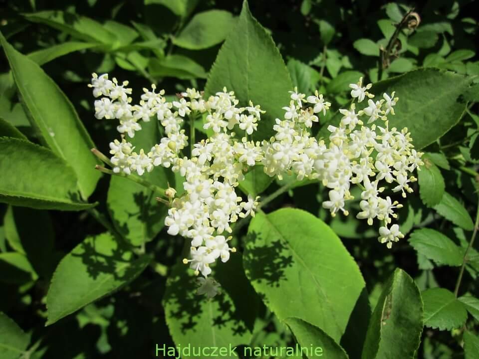 czarny bez - kwiaty