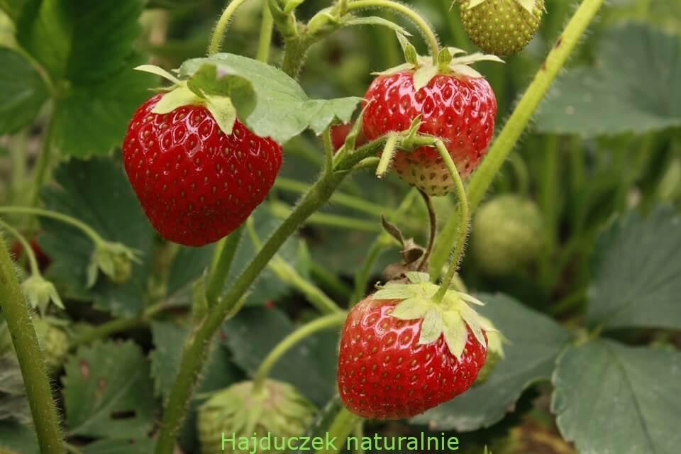 truskawki