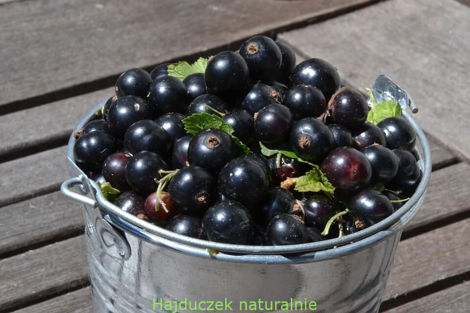 czarne porzeczki