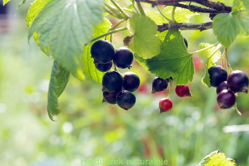 cassis