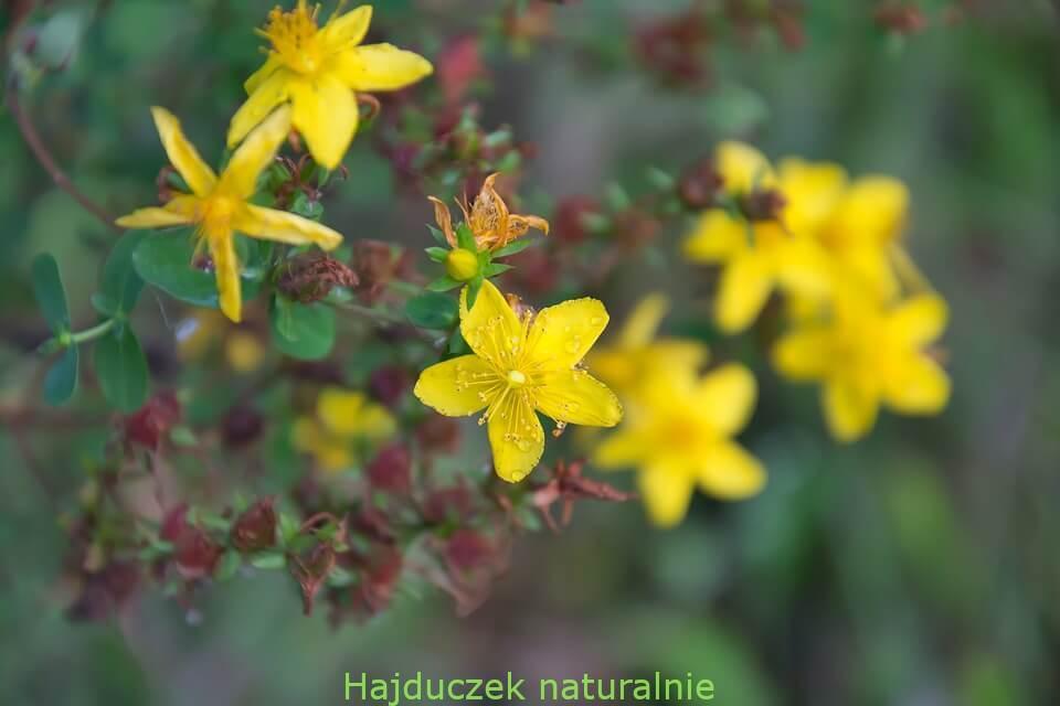 dziurawiec