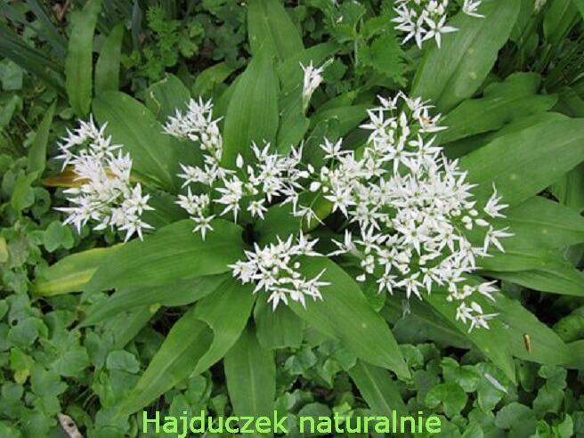 nalewka z czosnku niedźwiedziego