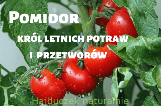 Pomidor - król letnich potraw i przetworów - spis treści