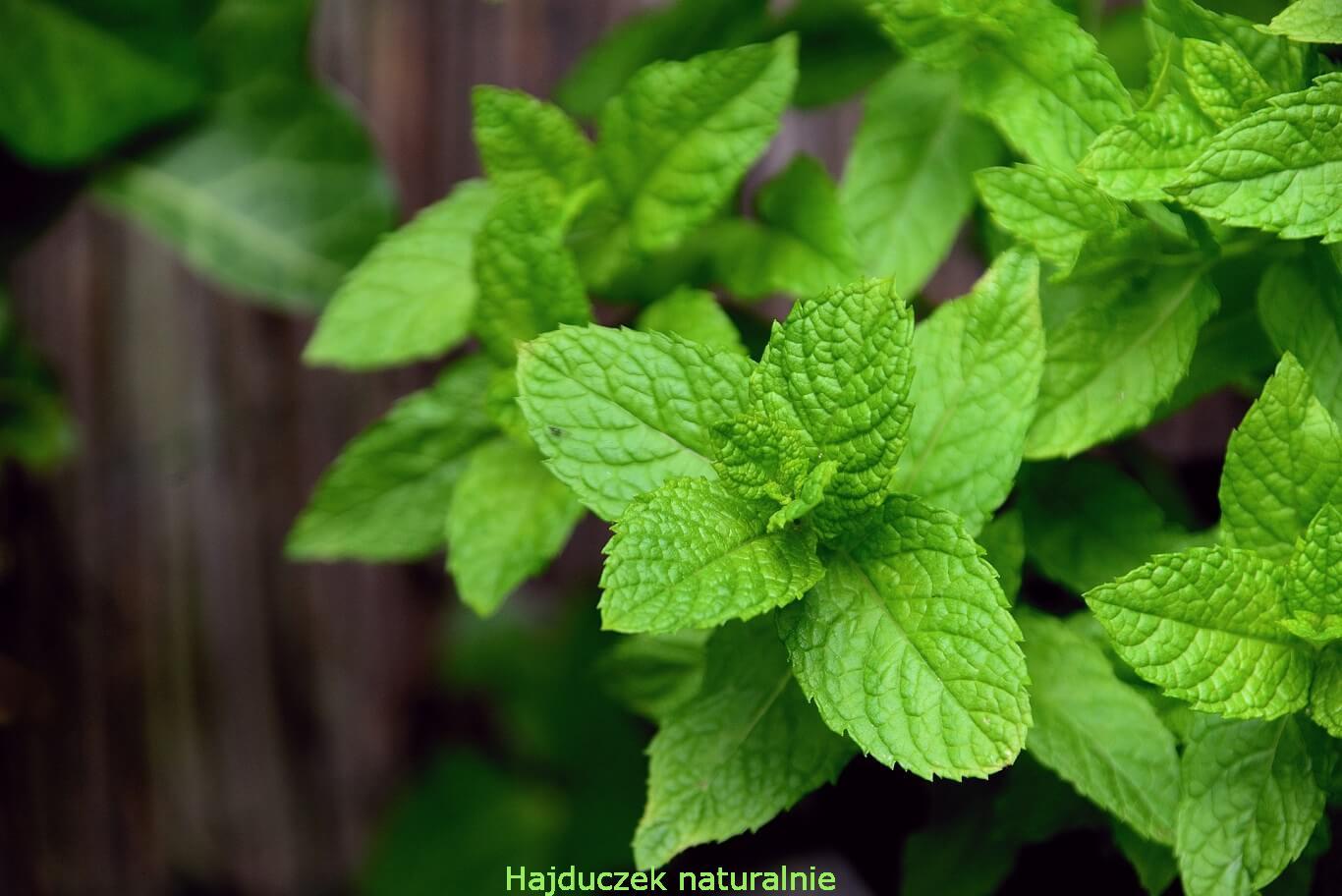 mięta