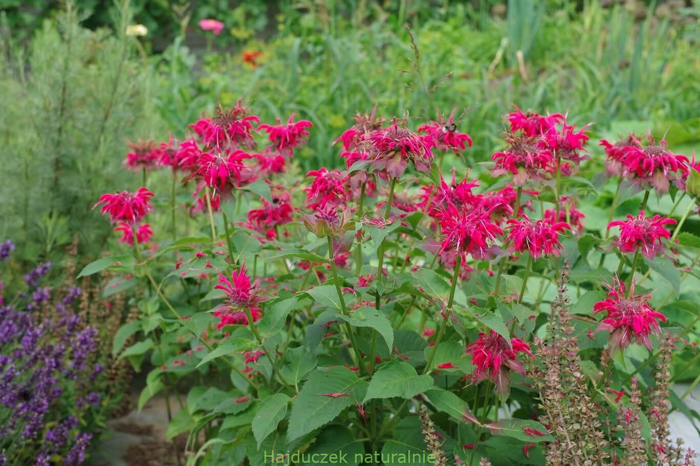 monarda