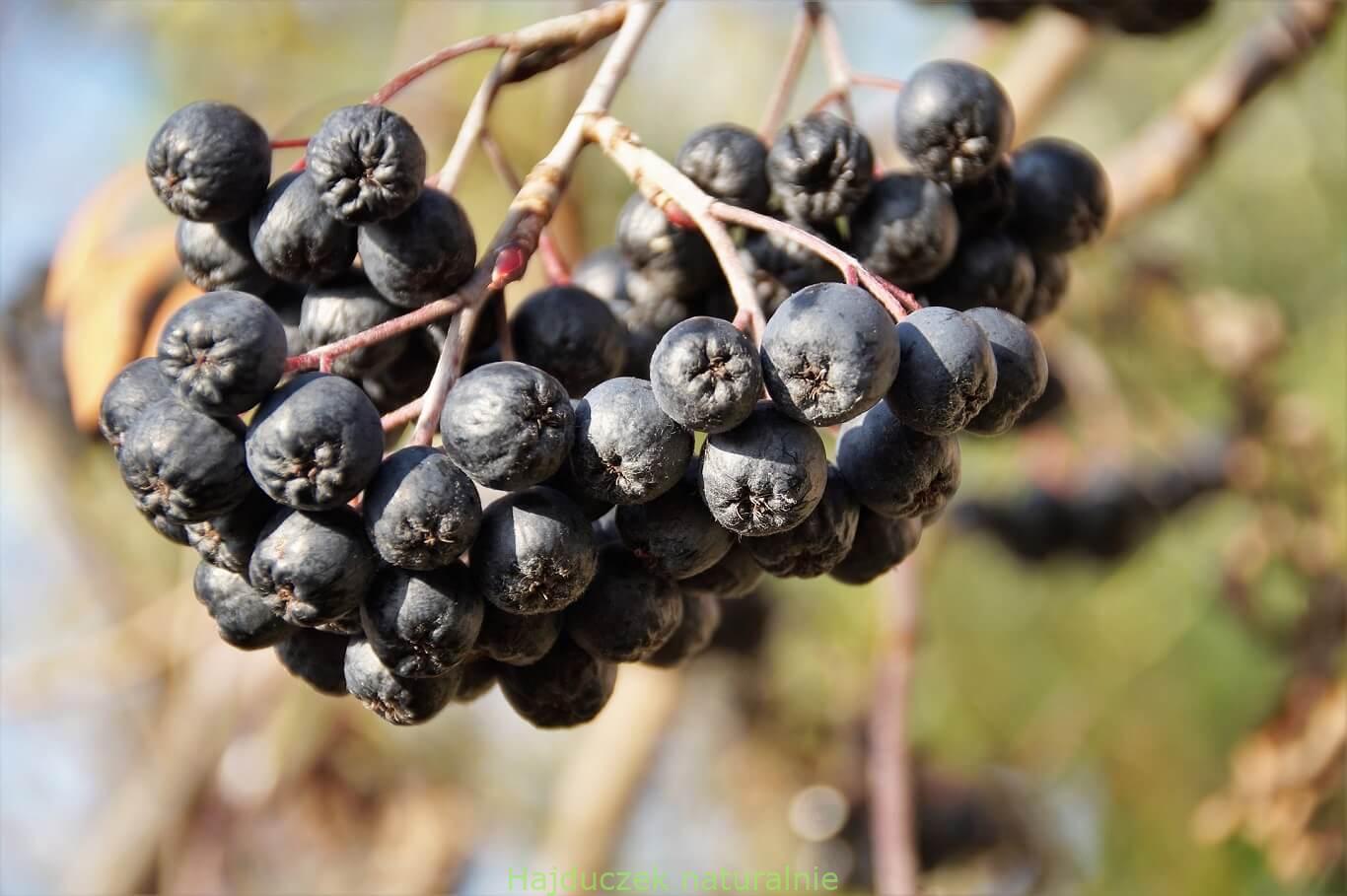 aronia