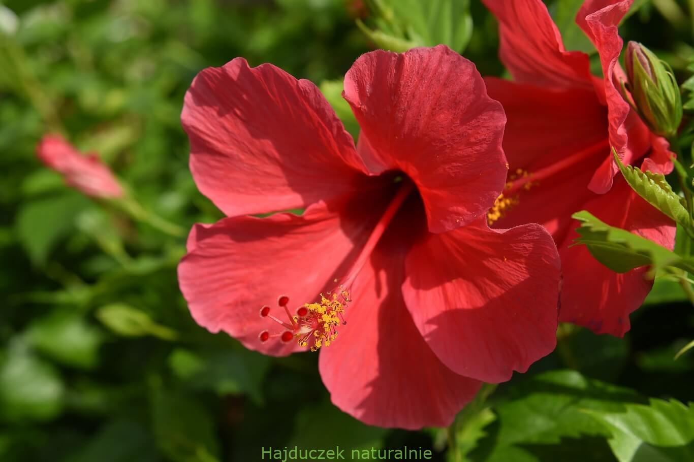 hibiskus