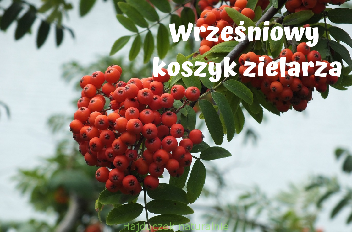 Zioła we wrześniu i październiku - spis treści
