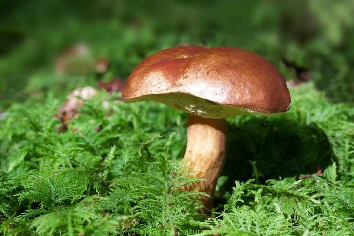 podgrzybek
