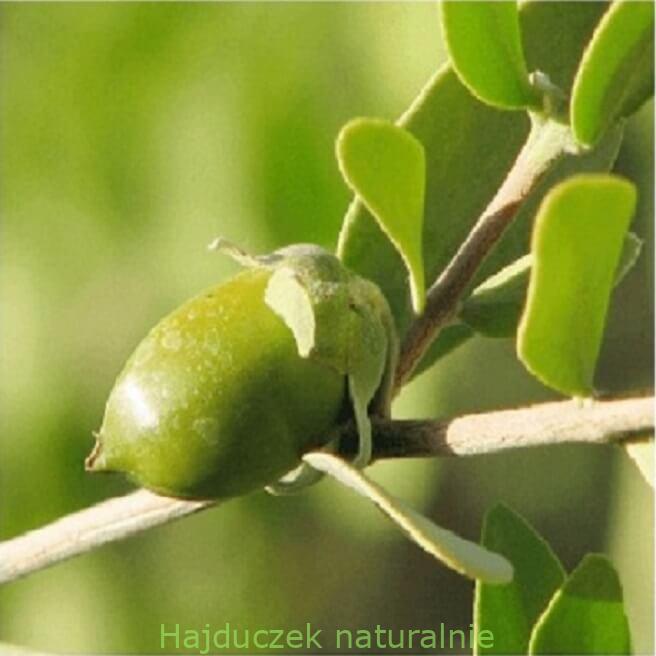 olej jojoba