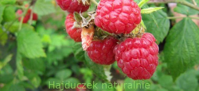 malinowy na jogurcie