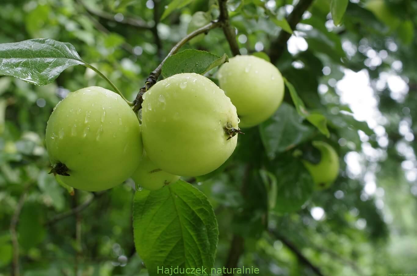zielony z mango
