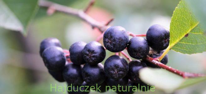 aronia