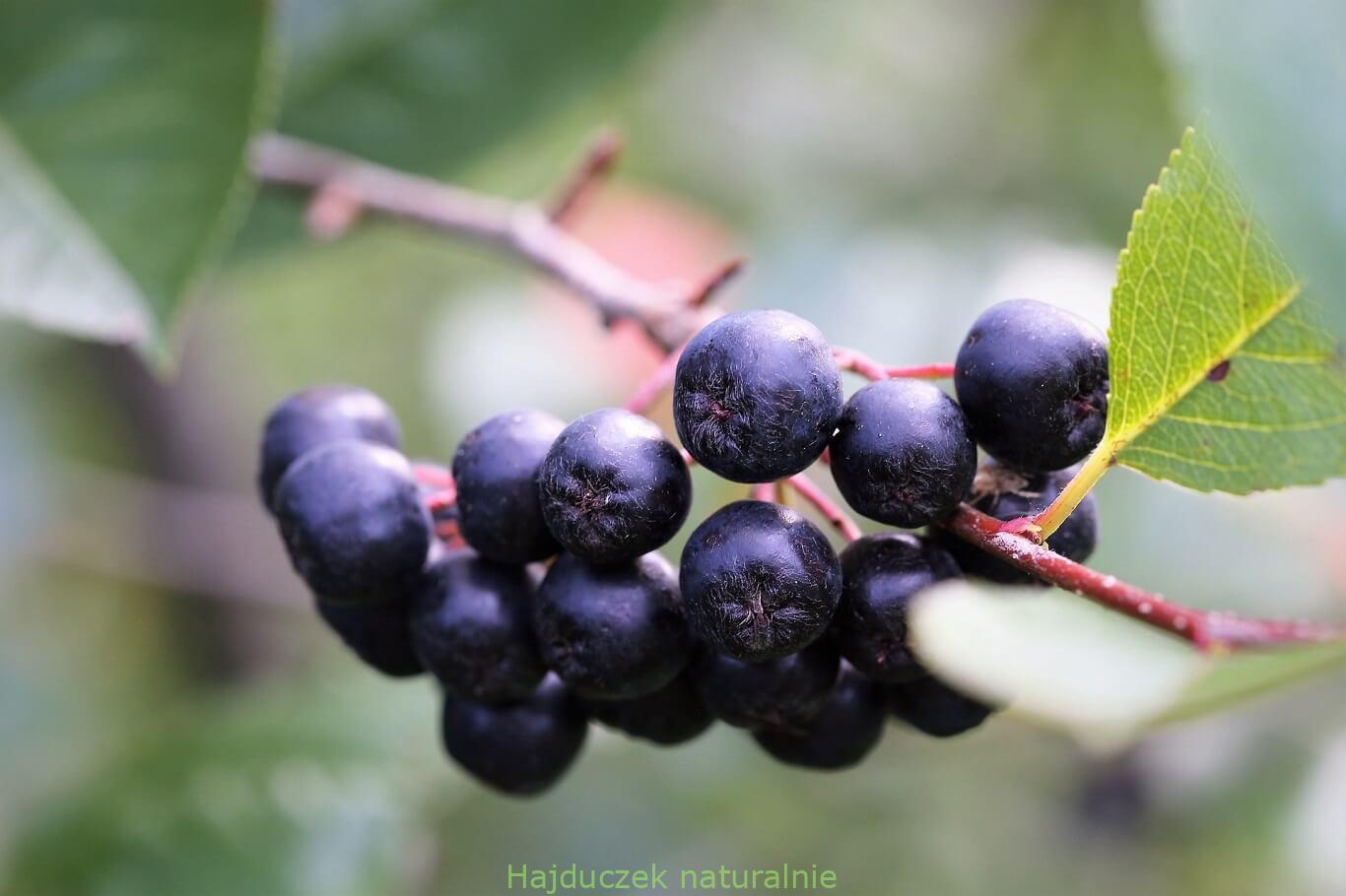 aronia