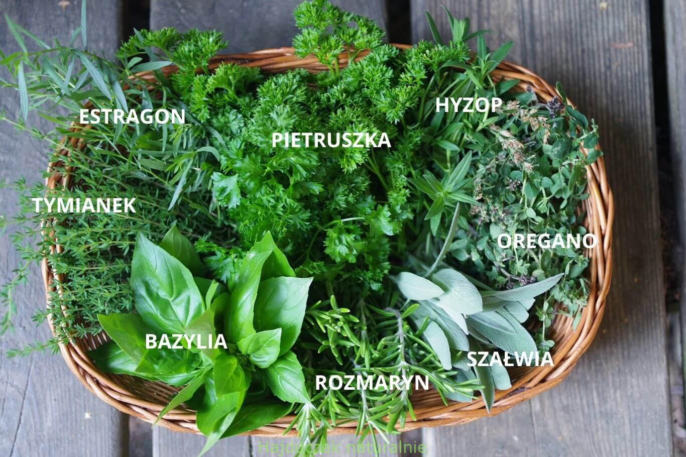 zioła ogrodowe