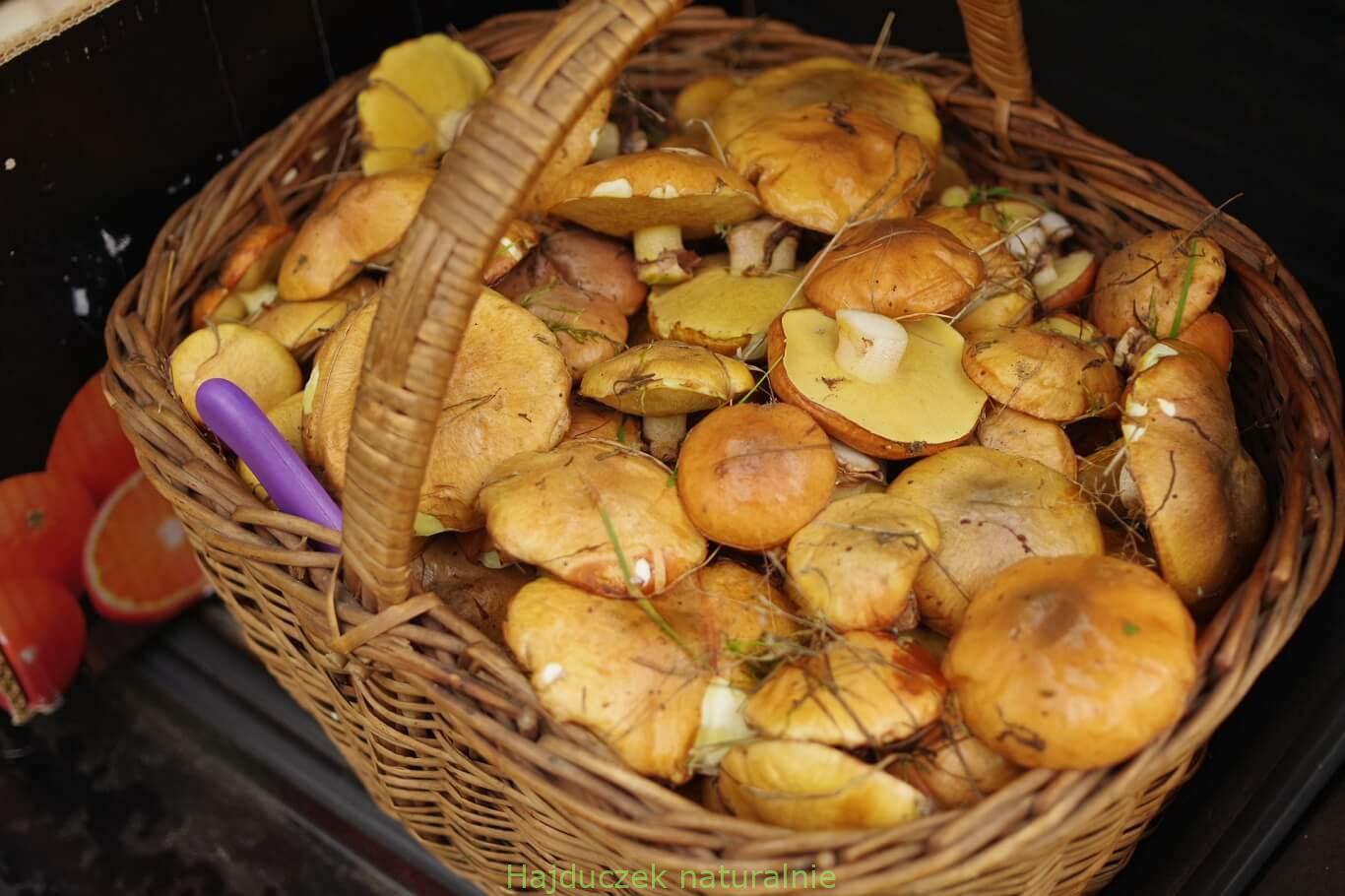 maślaki