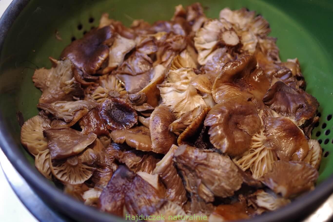 opieńki