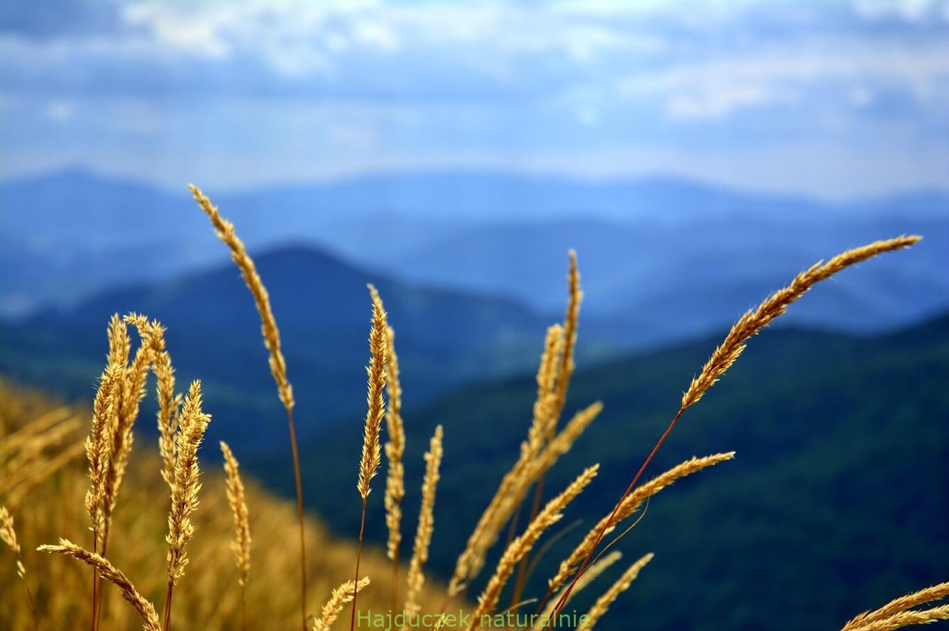 Bieszczady