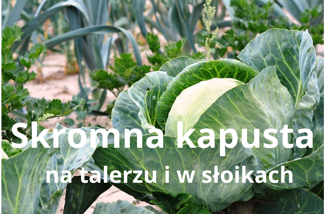 Skromna kapusta na talerzu i w słoikach