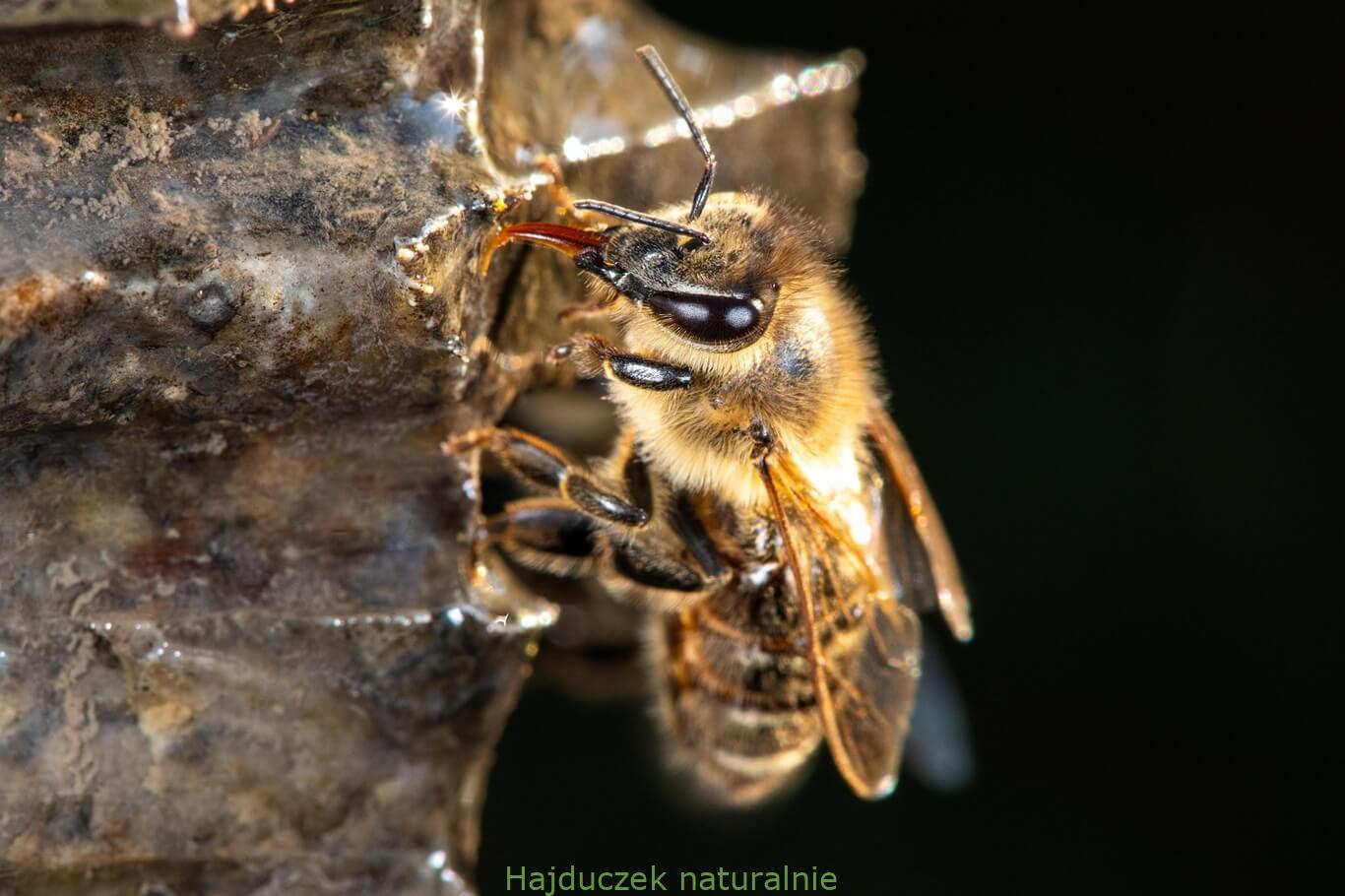 propolis