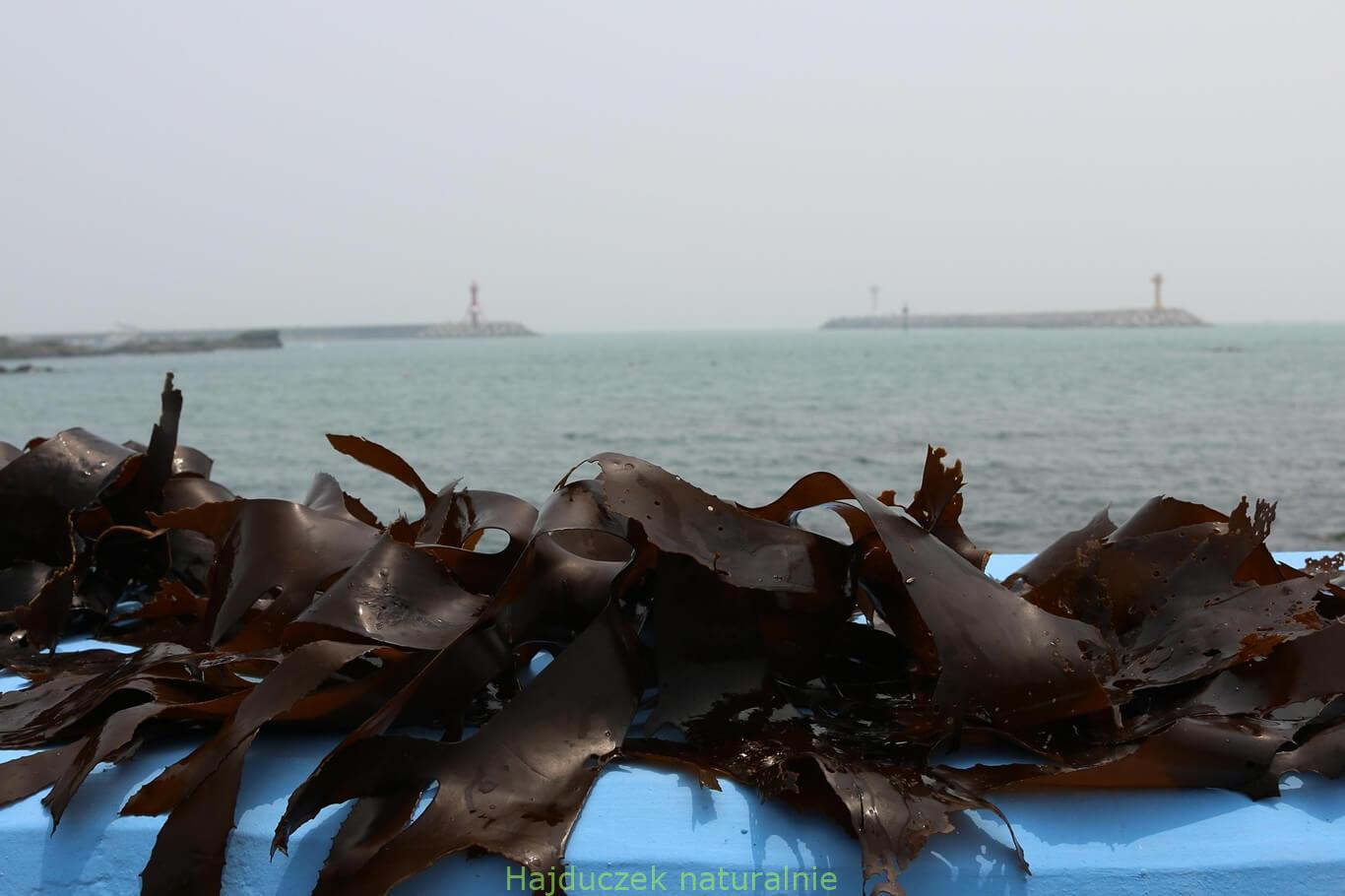 wakame