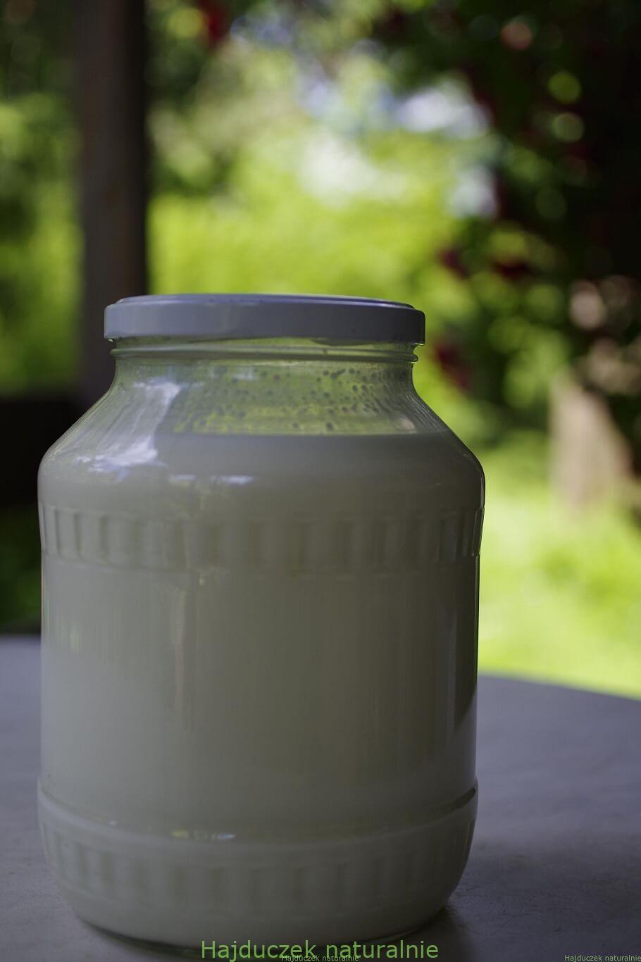 domowy jogurt