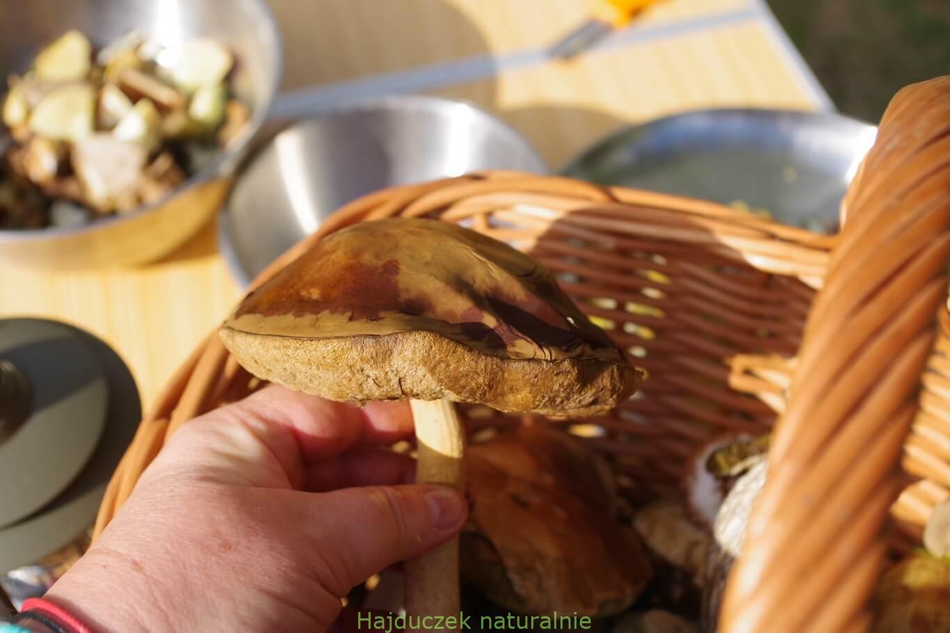 kozak, czyli koźlarz babka